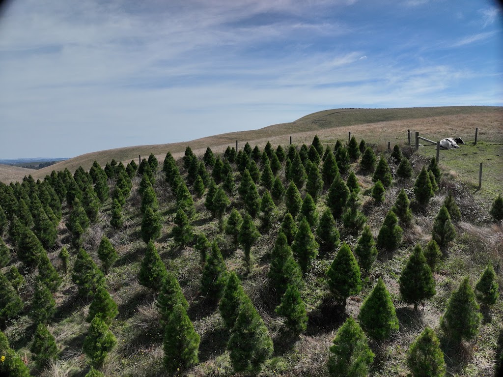 Foster Christmas Tree farm | 125 McKnights Rd, Foster North VIC 3960, Australia | Phone: 0425 857 162