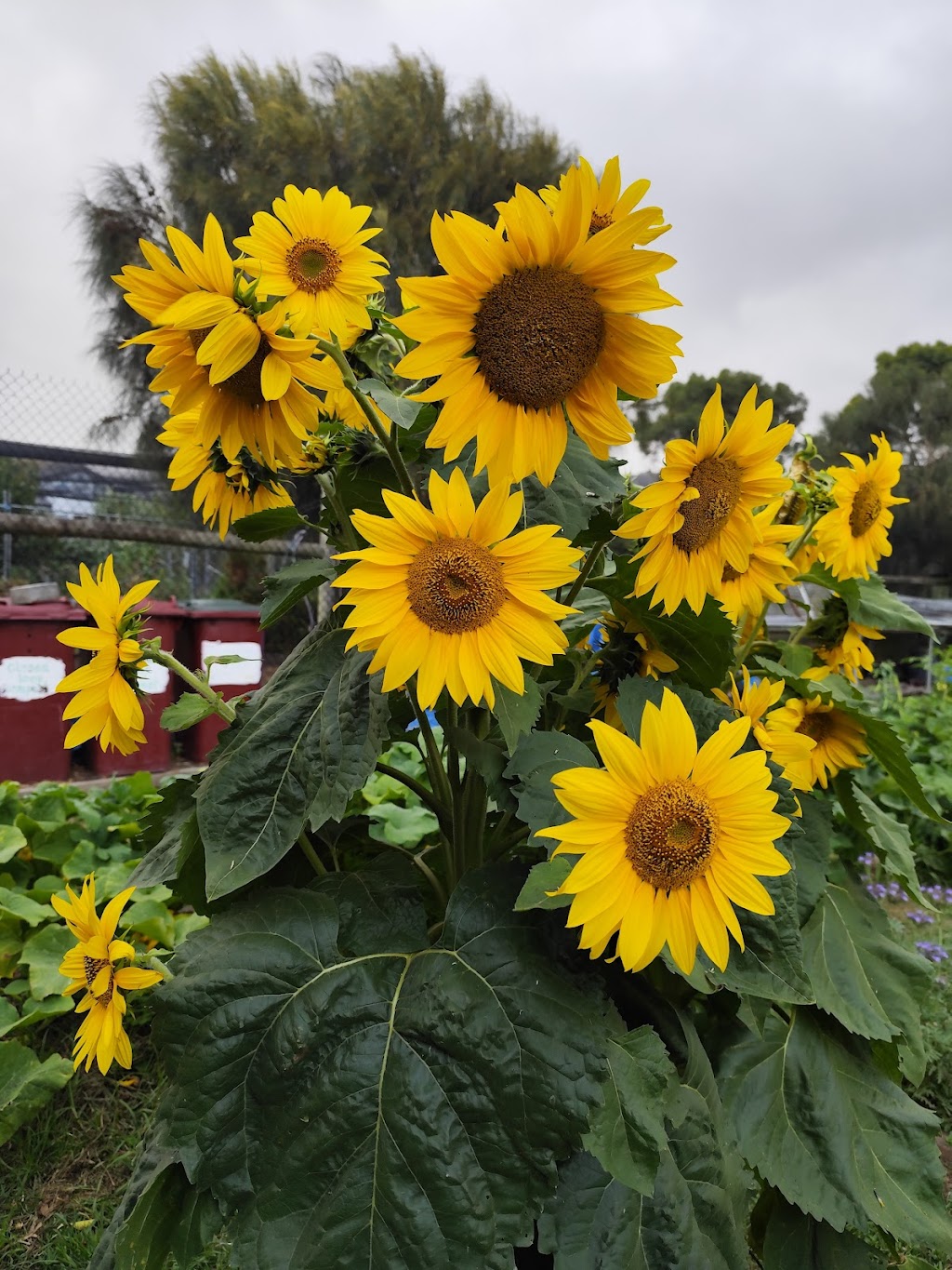 Apollo Bay Community Garden | Apollo Bay VIC 3233, Australia | Phone: 0402 474 375