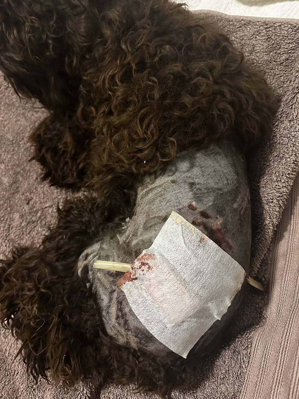 Clermont Veterinary Surgery | 29 Laglan Rd, Clermont QLD 4721, Australia | Phone: (07) 4983 1172