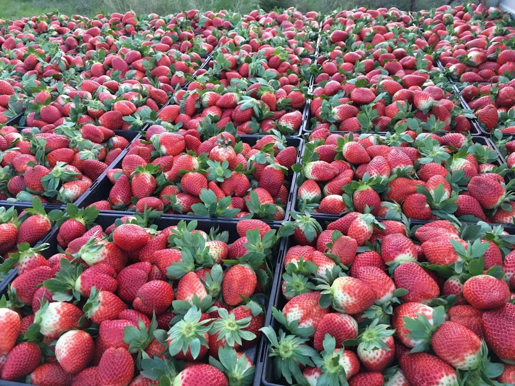 Thomas Le Strawberries Lot 969 | 969 Thomas Rd, Anketell WA 6167, Australia | Phone: 0432 054 564