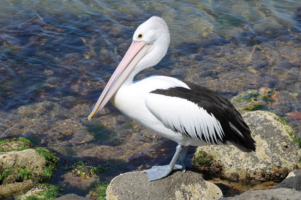 Beaumaris Motor Yacht Squadron | Beach Rd opposite, Cromer Rd, Beaumaris VIC 3193, Australia | Phone: (03) 9589 5156