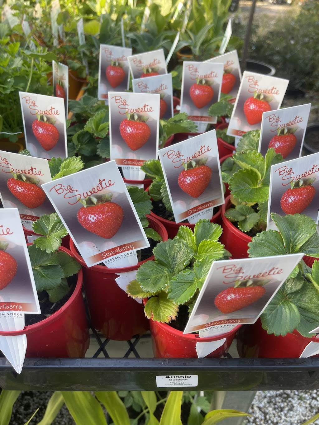 Aussie Outdoor Nursery & Emporium Ballarat | 9527 Western Fwy, Warrenheip VIC 3352, Australia | Phone: (03) 5331 8272