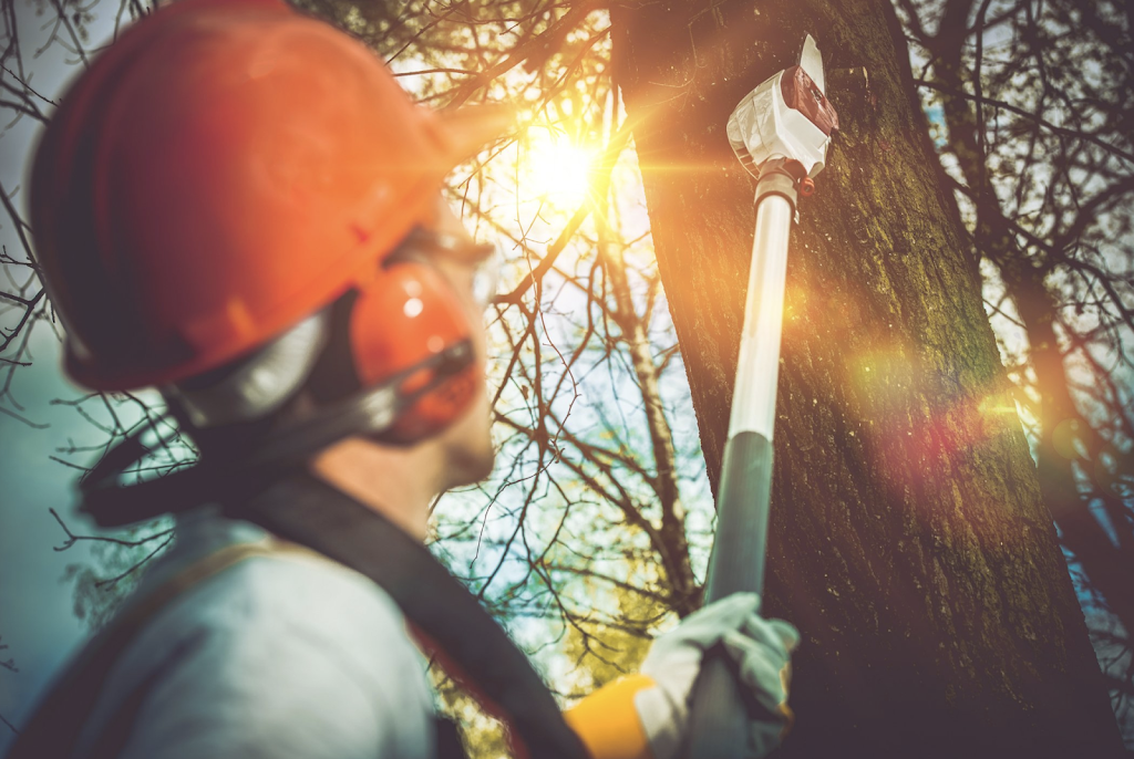 Ace Tree Care | 21 Boyle St, Ermington NSW 2115, Australia | Phone: 0452 121 300