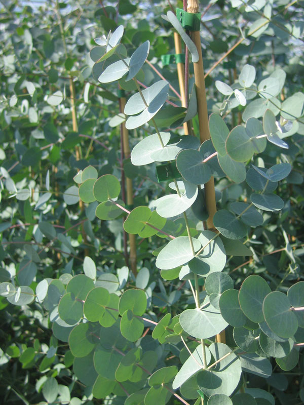 Fresh Eucalyptus Foliage | 109-125 Ferrers Rd, Horsley Park NSW 2175, Australia | Phone: 0431 256 995