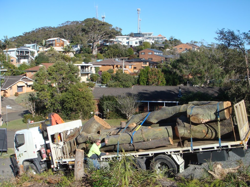 Accomplished Tree Management | 7 Koel Cres, Port Macquarie NSW 2444, Australia | Phone: 0411 443 535