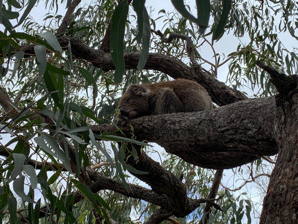 Ride the Koalas | tourist attraction | Cnr Seventh And, Sixth Ave, Raymond Island VIC 3880, Australia | 0434860671 OR +61 434 860 671