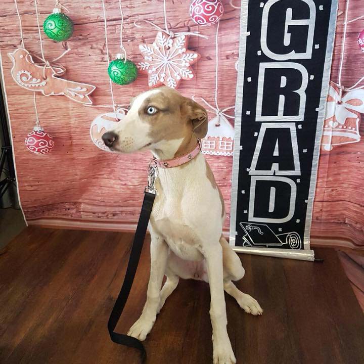 Good Dog Canine Education |  | 89 Bladin St, Laverton VIC 3028, Australia | 0407077430 OR +61 407 077 430