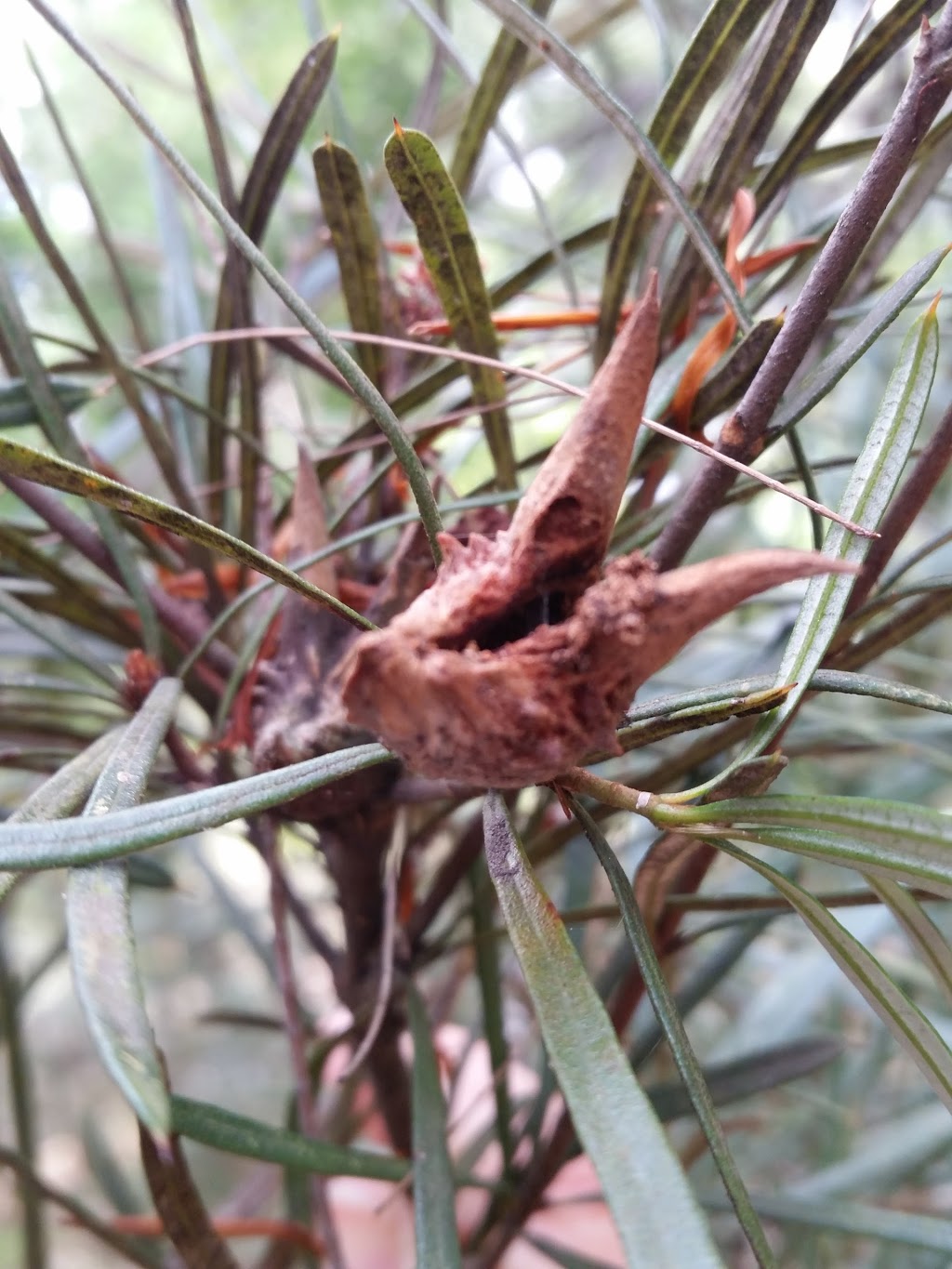 Glenbrook Native Plant Reserve | park | Great Western Hwy, Glenbrook NSW 2773, Australia | 0247398597 OR +61 2 4739 8597