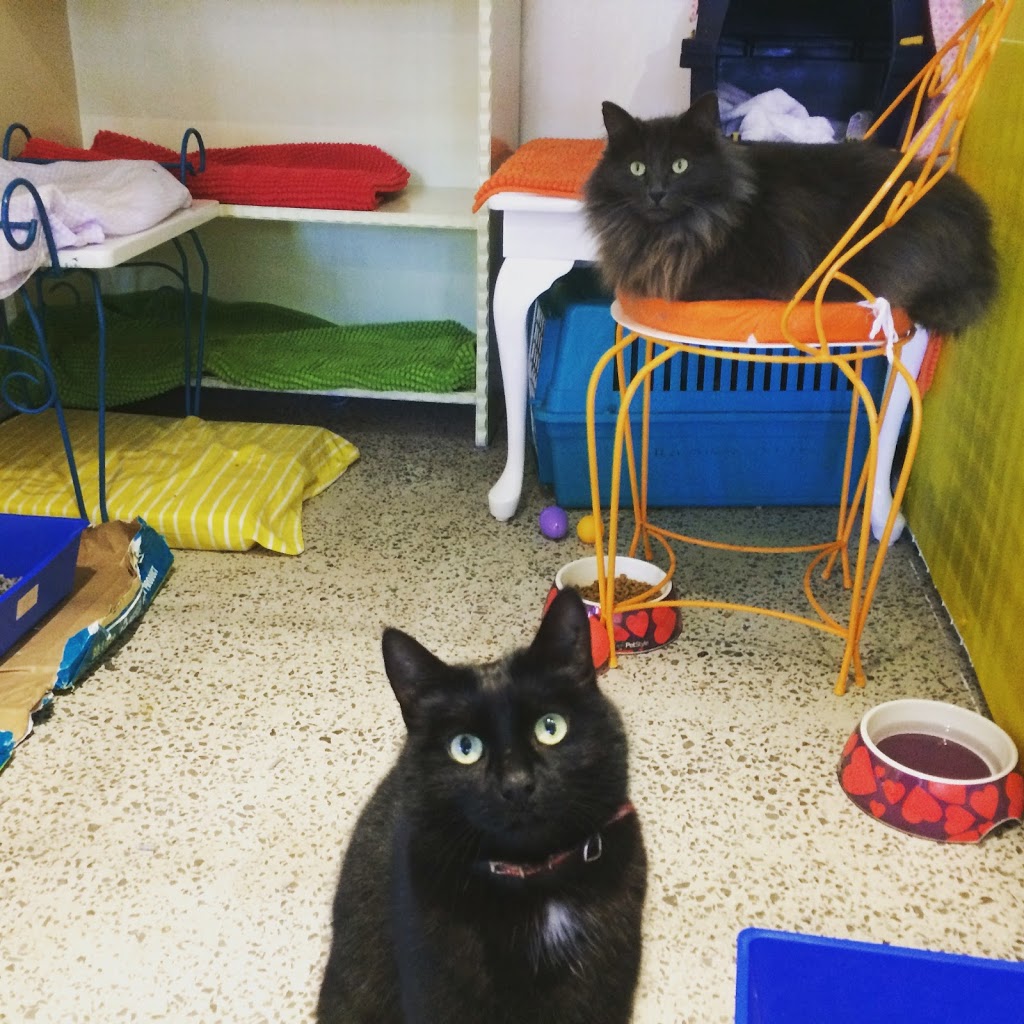 Home Suite Home cat boarding and dog training | 5 Elliott St, Coburg North VIC 3058, Australia | Phone: 0404 225 229