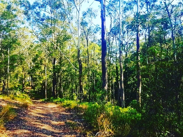 Sunny coast tree Contractors | 465 Eumundi Range Rd, Eumundi QLD 4562, Australia | Phone: 0422 936 005