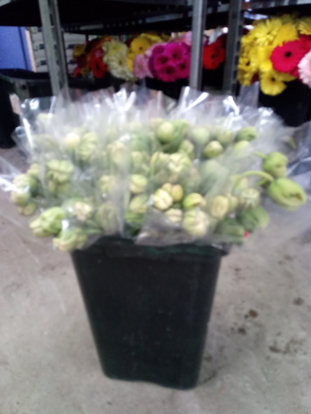 Westralian Flowers Pty Ltd | 15 Doghill Rd, Baldivis WA 6171, Australia | Phone: 0404 875 409