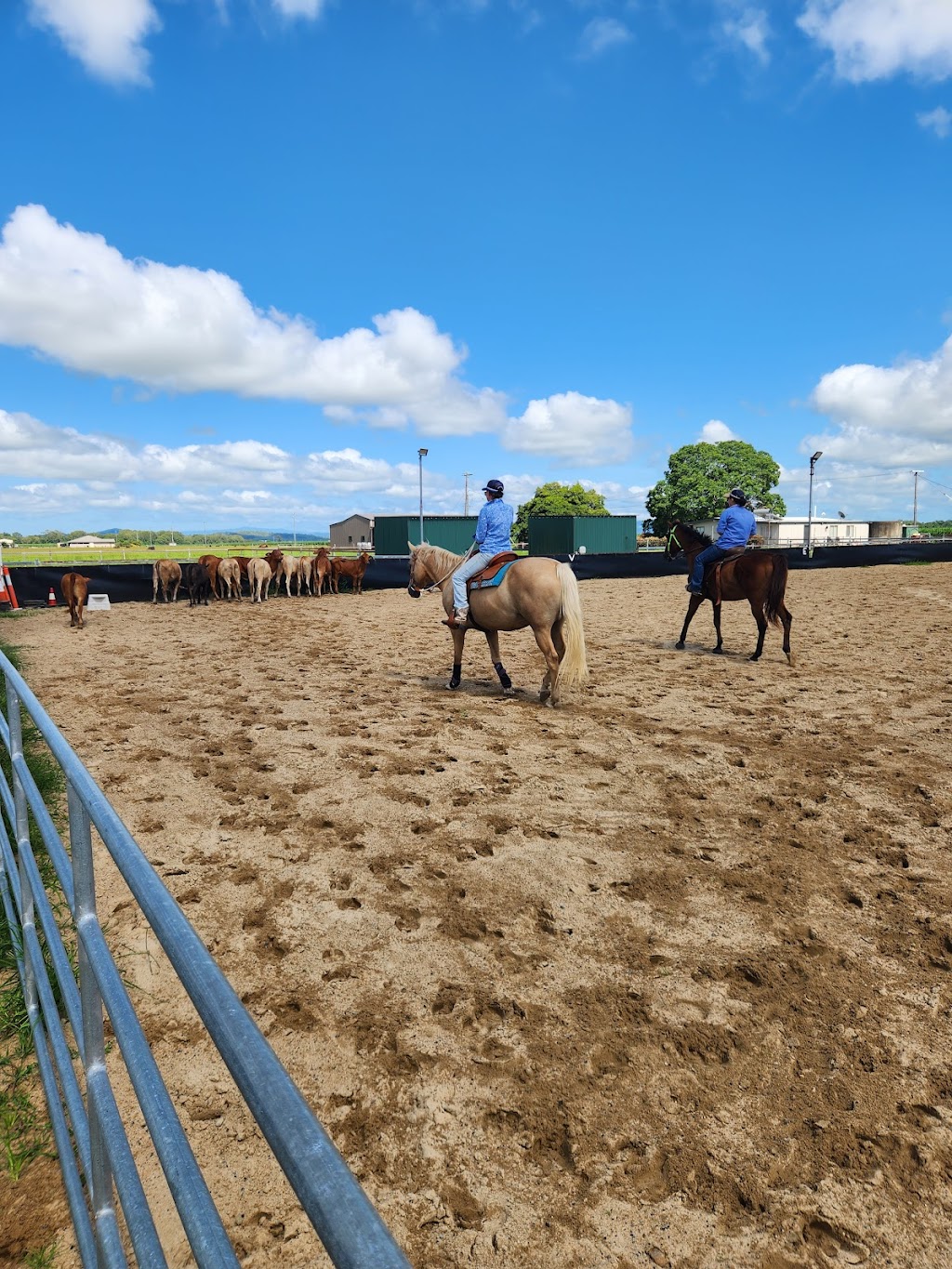 Malouba Equine | 163 Abbotts Rd, Palmyra QLD 4751, Australia | Phone: 0438 751 902
