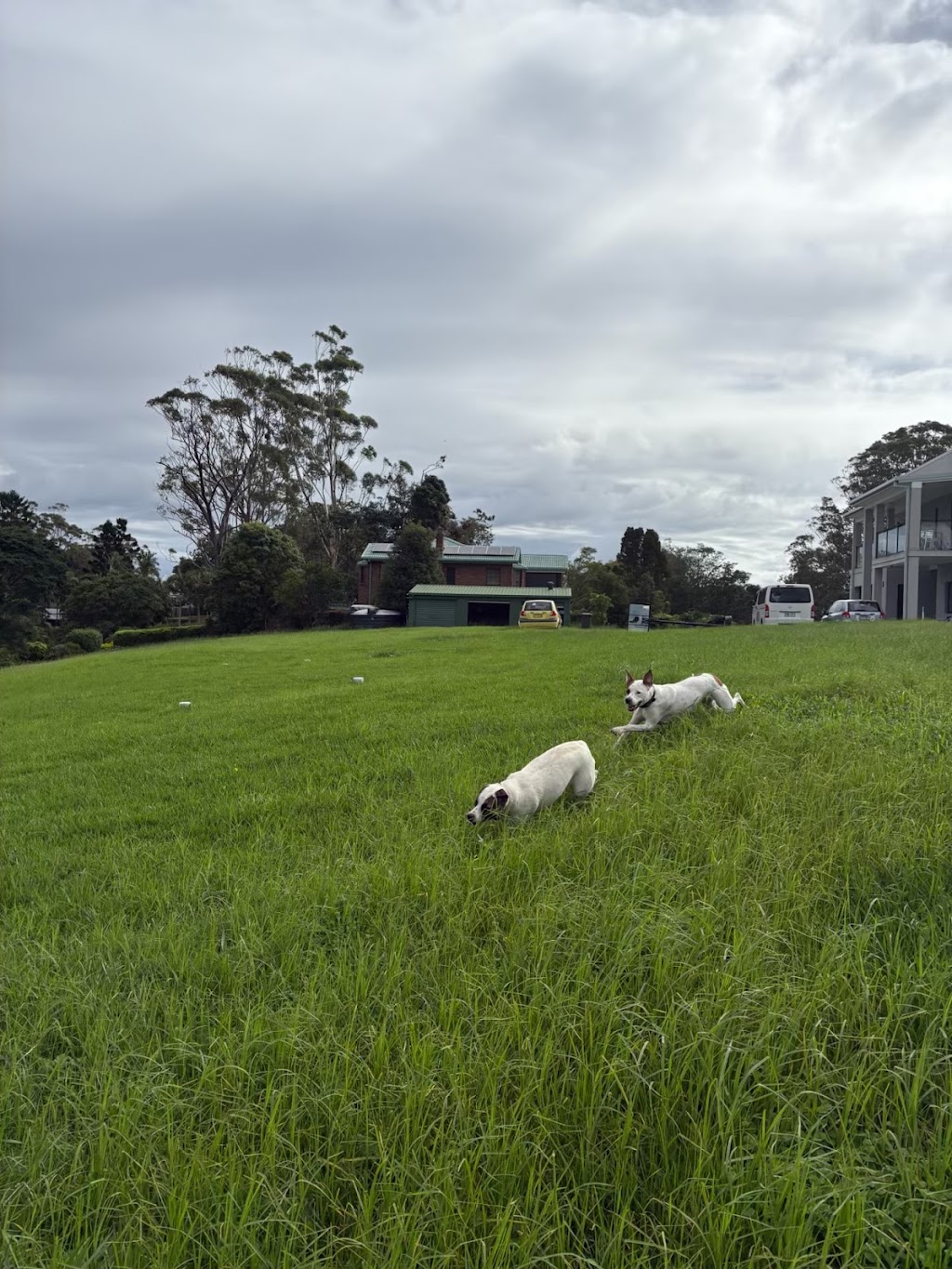 Paw-some Dog Care | Warrego Pl, Terranora NSW 2486, Australia | Phone: 0493 175 455