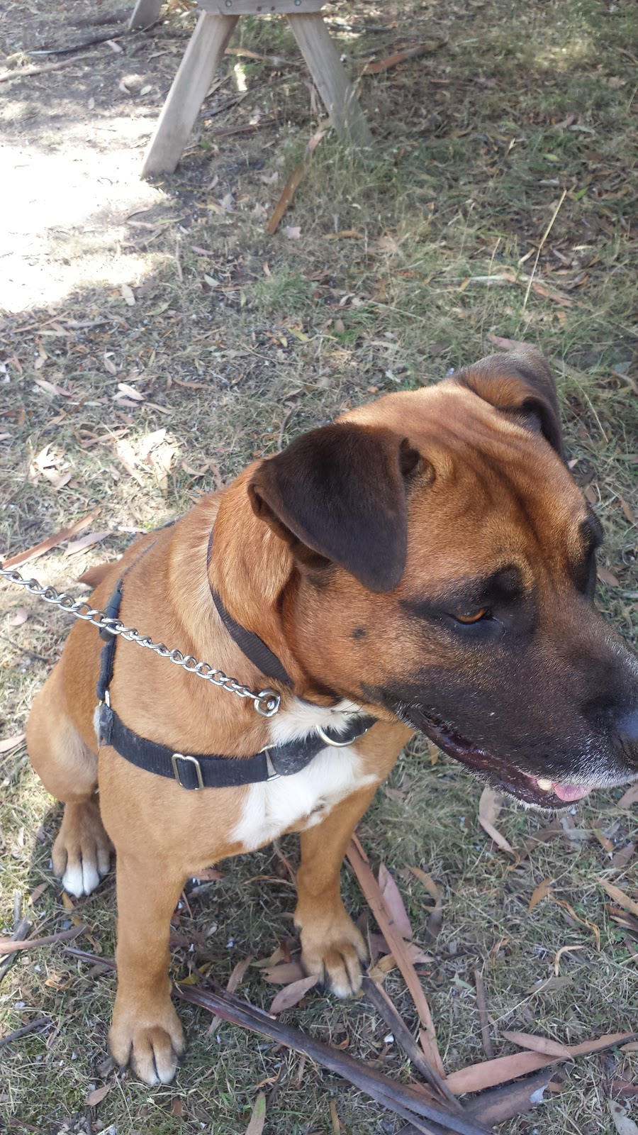 Dogs’ Home of Tasmania | 101 Scotts Rd, Risdon Vale TAS 7016, Australia | Phone: (03) 6243 5177
