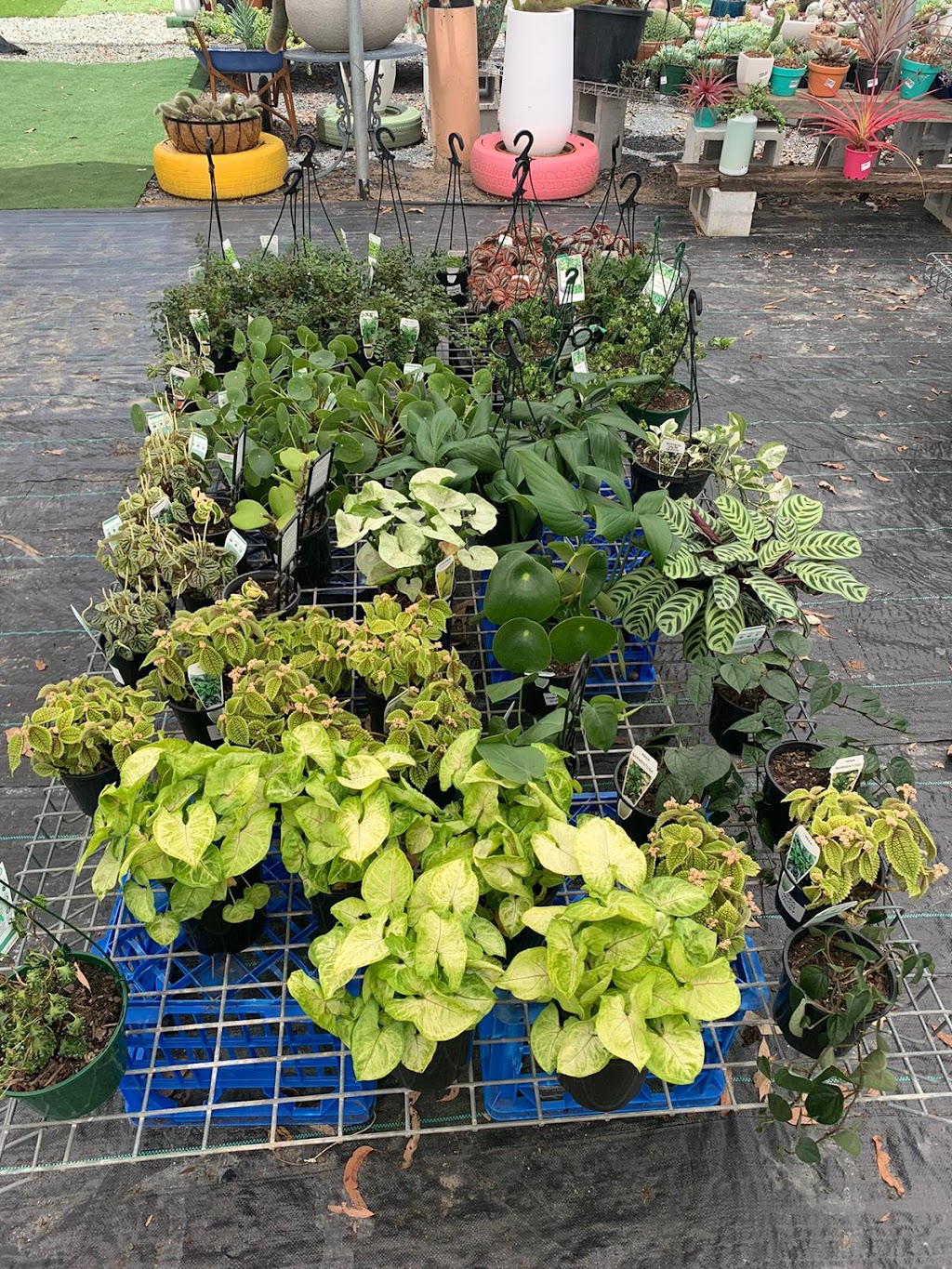 Ozzy Nursery | 173 New Beith Rd, Greenbank QLD 4124, Australia | Phone: 0411 862 014