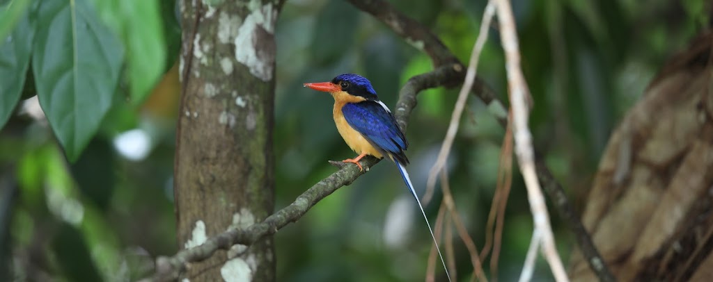 Birdwatching Tropical Australia | 83 Thomson Low Dr, Shannonvale QLD 4873, Australia | Phone: 0418 757 288