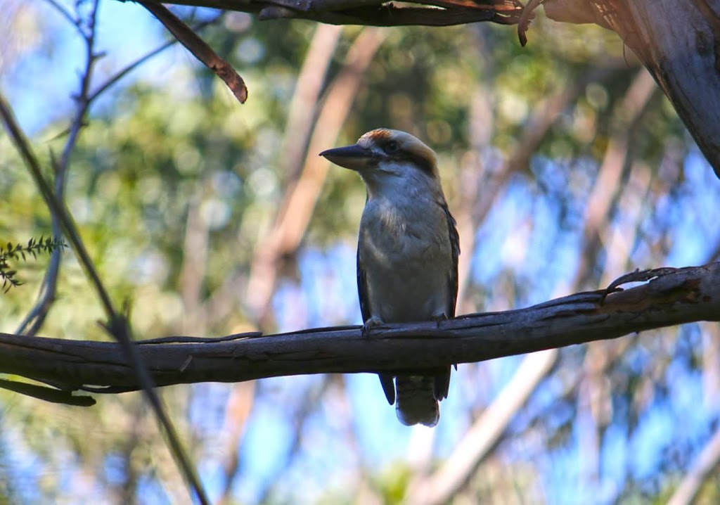 Blackbutt Forest Reserve | park | Shellharbour Rd, Shellharbour NSW 2529, Australia | 0242216169 OR +61 2 4221 6169