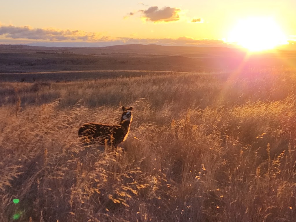Belaxed Farm | 360 Bobundara Rd, Berridale NSW 2628, Australia | Phone: 0412 283 565 Belaxed Farm | 360 Bobundara Rd, Berridale NSW 2628, Australia | Phone: 0412 283 565