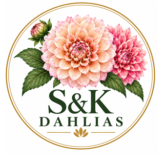 S&K Dahlias | 42 Joyce St, Hawley Beach TAS 7307, Australia | Phone: 0403 626 661