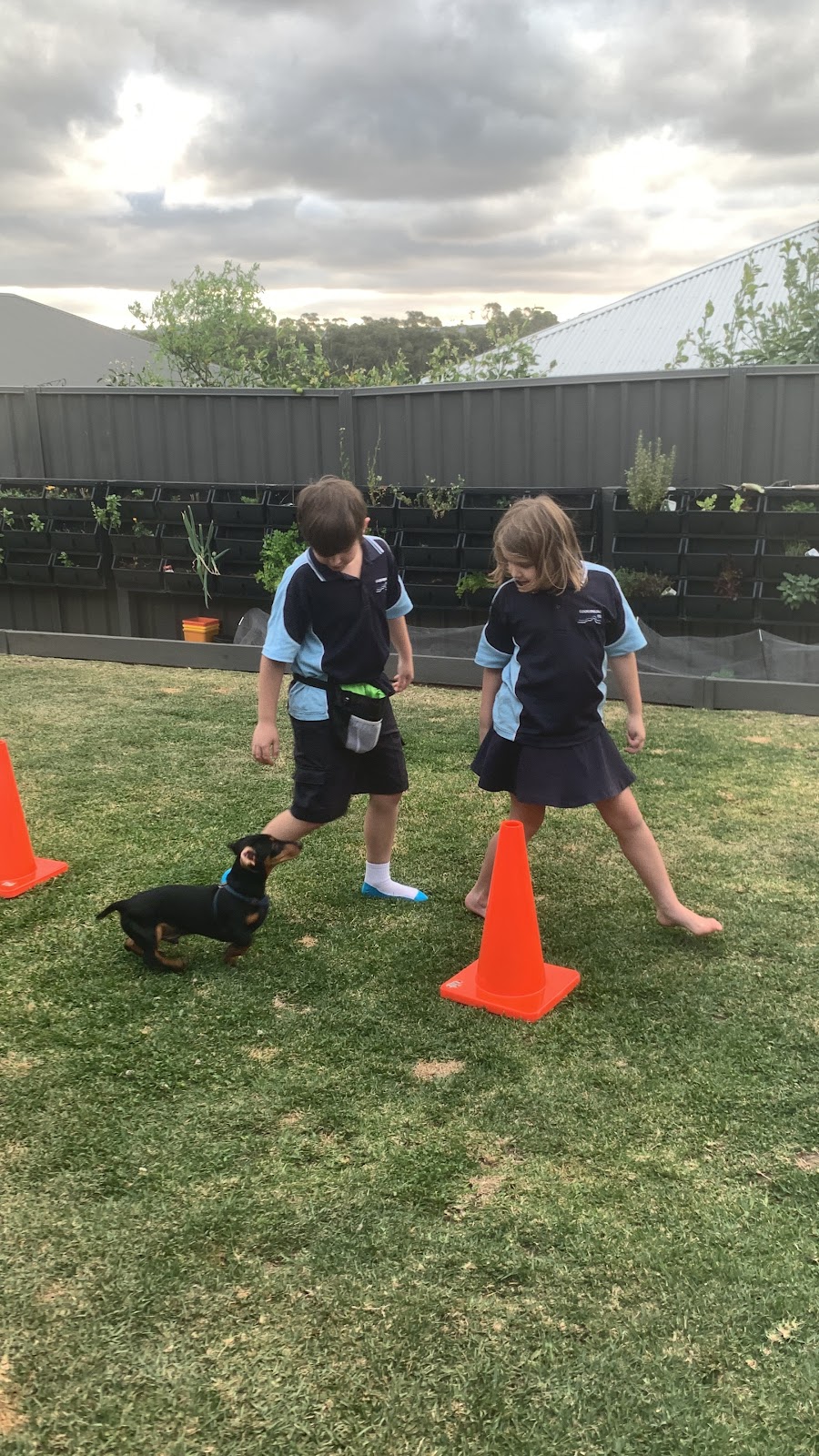 Robin Oliver Pet Dog Training | 27 McCullough St, Cooranbong NSW 2265, Australia | Phone: 0407 253 181