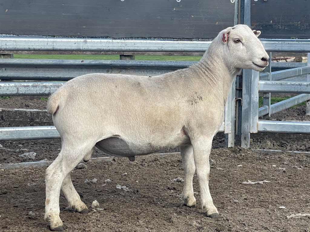 Lochs Farming | 185 Hordern Vale Rd, Hordern Vale VIC 3238, Australia | Phone: 0403 318 949