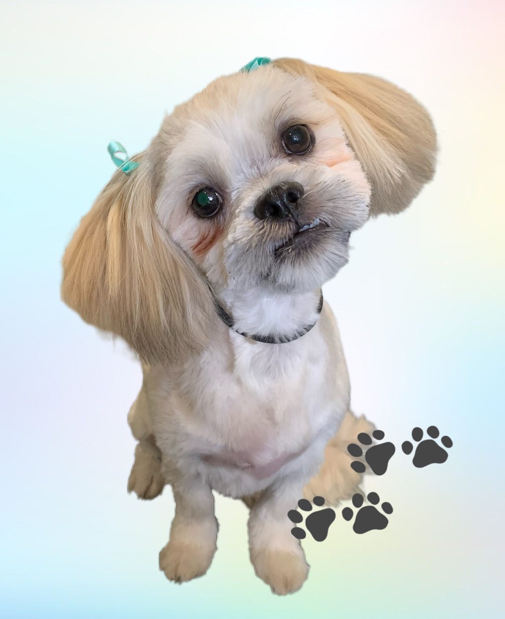 The Dog Groomer | 11 Tarrant Cl, Picton NSW 2571, Australia | Phone: 0404 149 510