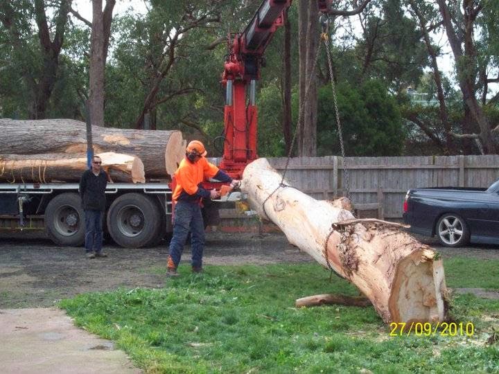 Cut It Right Tree Service | 11 Wandella Rd, Mornington VIC 3931, Australia | Phone: 0415 776 062