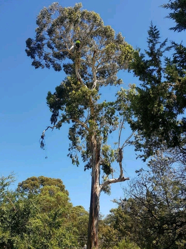 LEEZ TREES |  | Craigmore SA 5114, Australia | 0418430343 OR +61 418 430 343