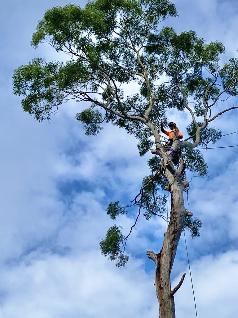Urban Tree Care | Kula Rd, Medowie NSW 2318, Australia | Phone: 0435 502 951