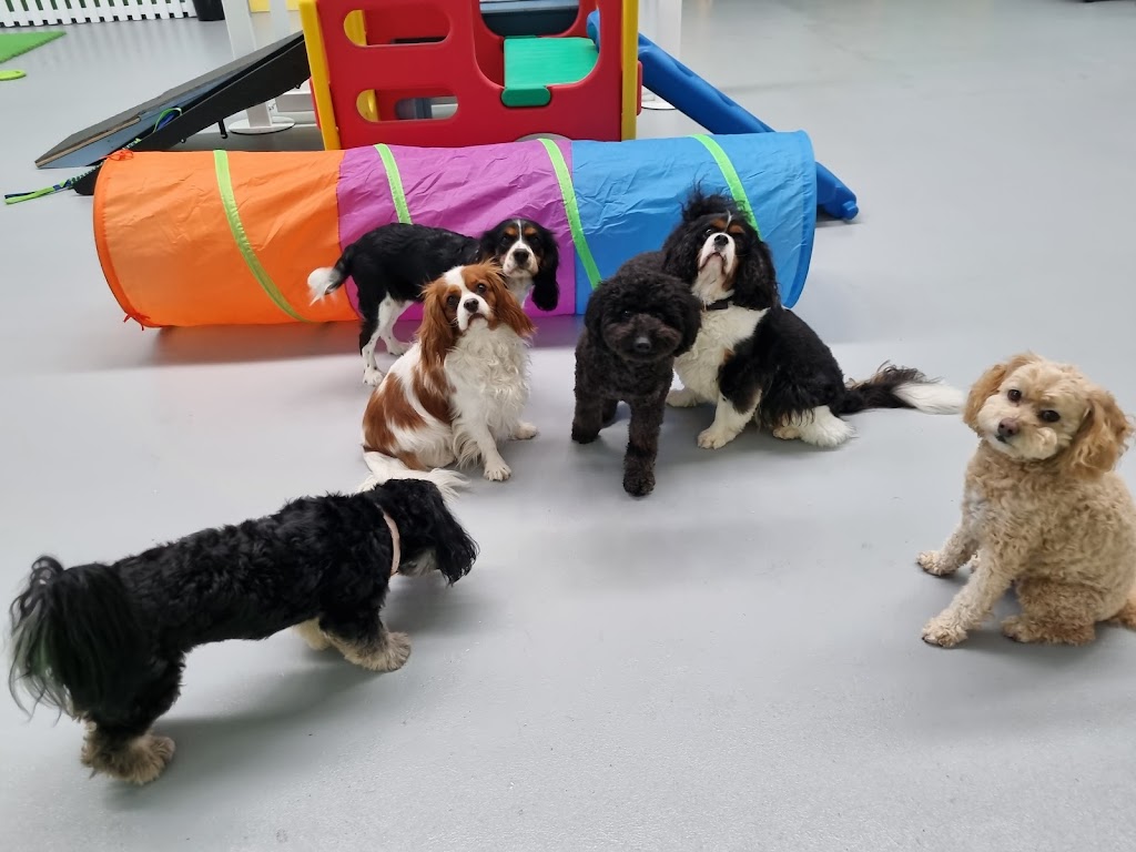 Simply Paws Daycare For Dogs | 1/13 Yandina Rd, West Gosford NSW 2250, Australia | Phone: 0415 838 082