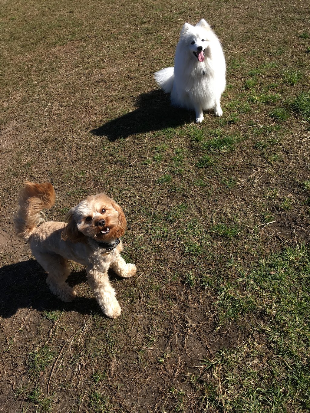 Joyful Paws Dog Walking | Unit 4/10 Diamond Bay Rd, Vaucluse NSW 2030, Australia | Phone: 0413 462 414
