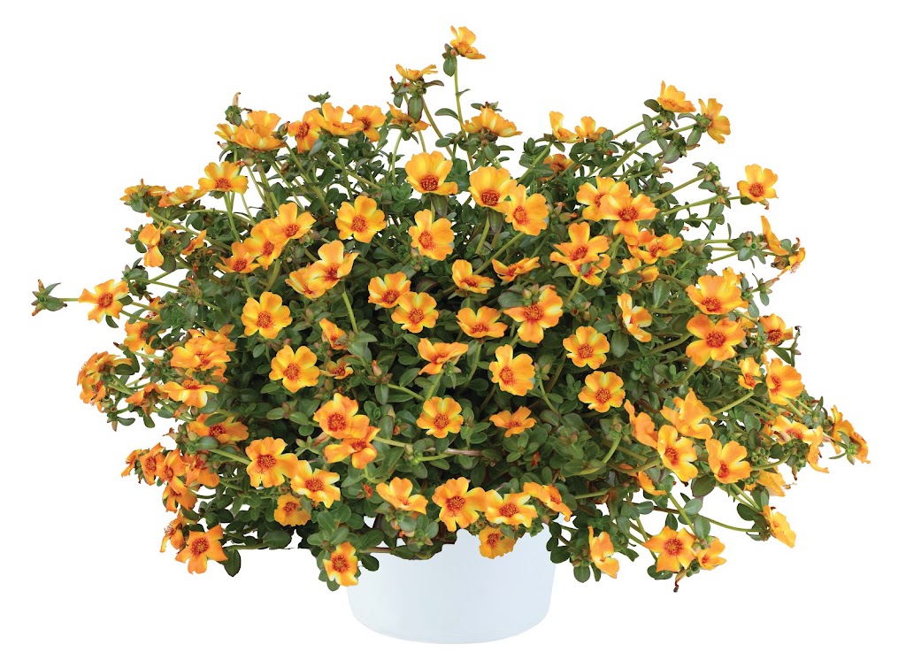 Northern Rivers Plants | Knox Pl, Goonellabah NSW 2480, Australia | Phone: 0431 653 593