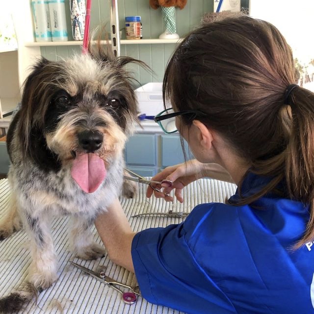 Loving Touch Dog Grooming |  | 38 Jagera Dr, Bellingen NSW 2454, Australia | 0421987183 OR +61 421 987 183