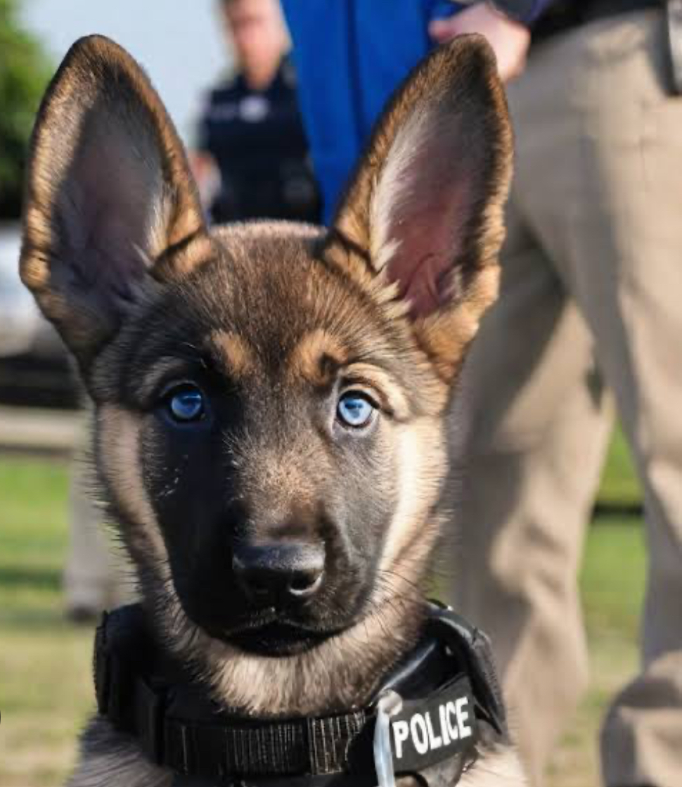 K9 Armed Guards Services | 92 Norris Creek Rd, Munruben QLD 4125, Australia | Phone: (07) 5605 2021