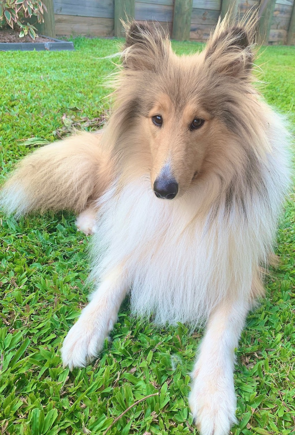 Camden Haven Dog Grooming | 23 Caringal Dr, Middle Brother NSW 2443, Australia | Phone: 0455 133 501