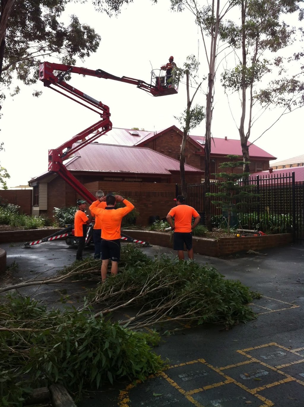 Above All Tree Services | 67 Achilles Rd, Engadine NSW 2233, Australia | Phone: 0412 708 072