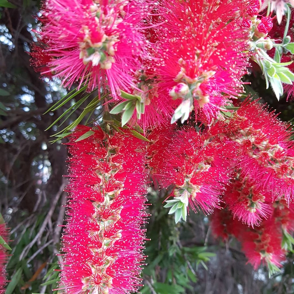 Kangaroo Flat Botanical Gardens | park | Kangaroo Flat VIC 3555, Australia