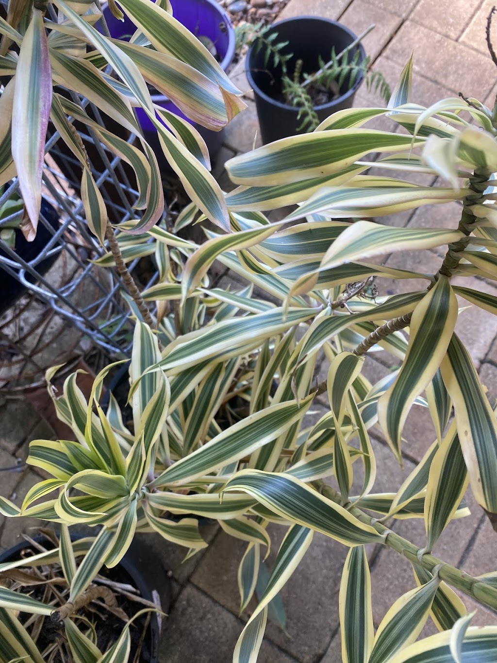 ISLAND HORTICULTURE ACPS | 12 Cooee Cres, Macleay Island QLD 4184, Australia | Phone: (07) 3409 4152