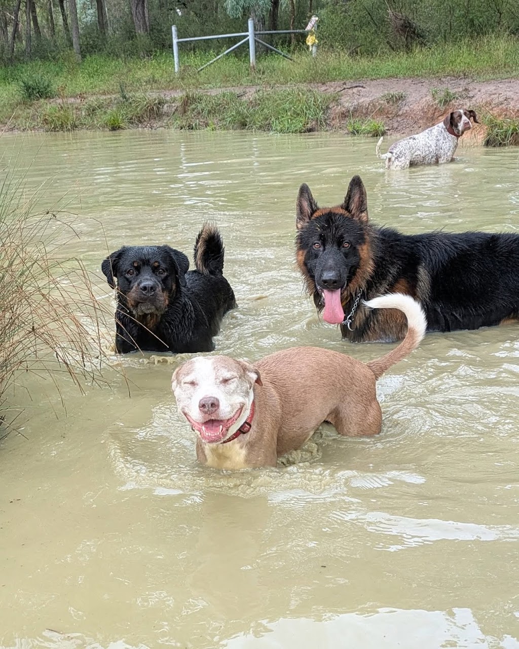 Paws in the Paddock | 45 Westbrook Rd, Cawdor NSW 2570, Australia | Phone: 0455 367 387