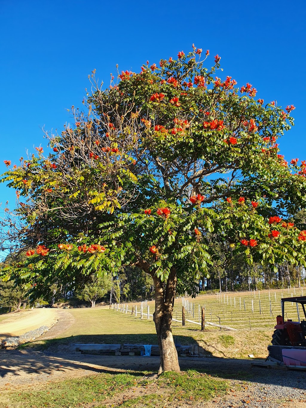 Villa dEsta Vineyard | 2884 Wallanbah Rd, Dyers Crossing NSW 2429, Australia | Phone: (02) 6550 2236