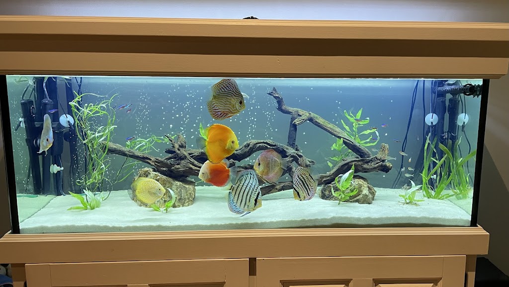 Kings Of The Aquarium | 72 Yellow Brick Rd, Old Beach TAS 7017, Australia | Phone: 0488 232 411