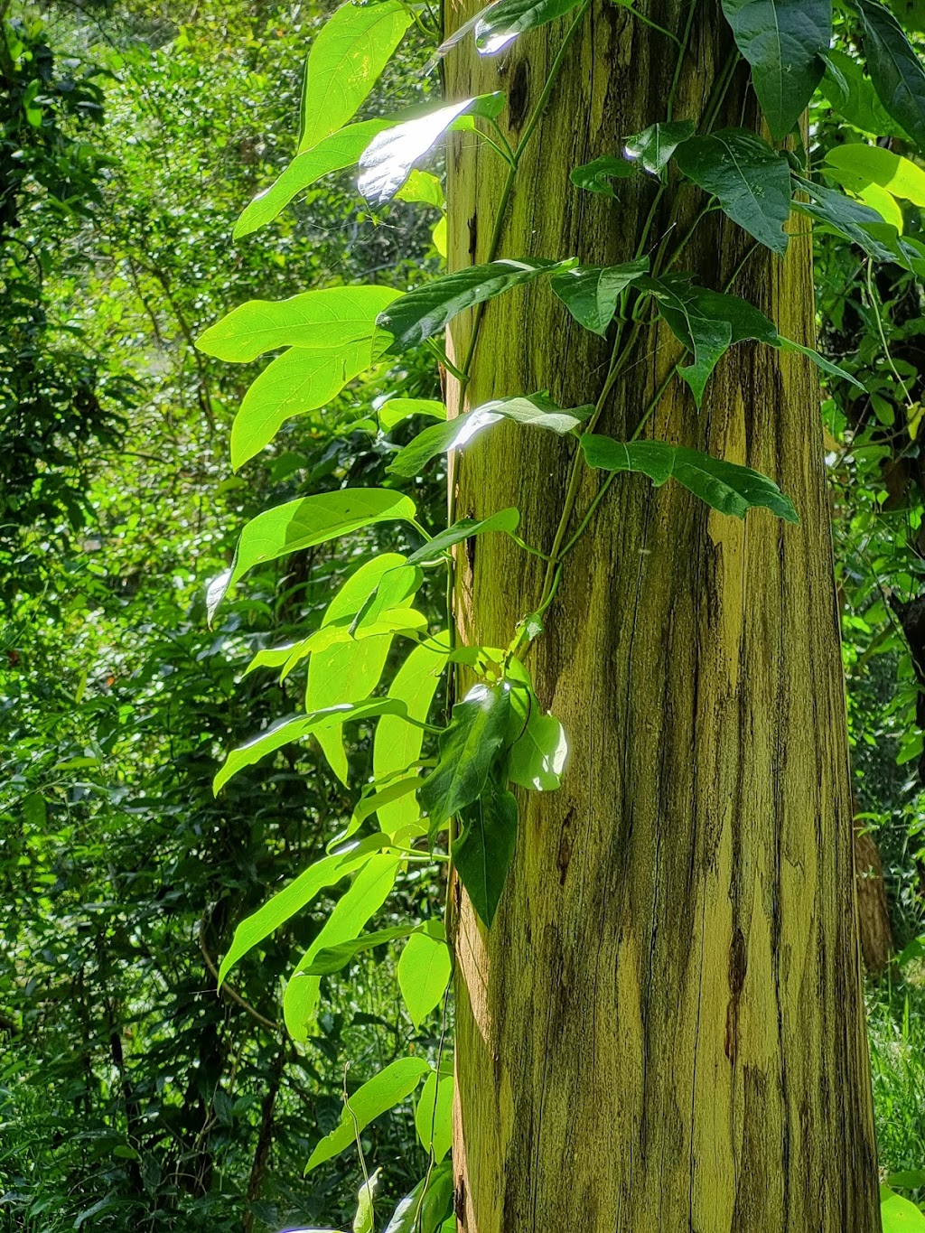 Sanctuary of the Wild | Latina Ave, Seven Hills QLD 4170, Australia | Phone: 0417 616 256