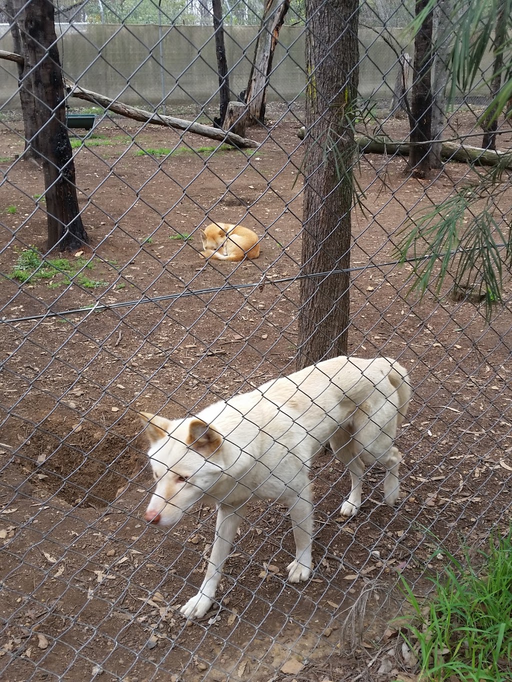 Dingo Sanctuary | park | 3105A Remembrance Driveway, Bargo NSW 2574, Australia | 0419488680 OR +61 419 488 680