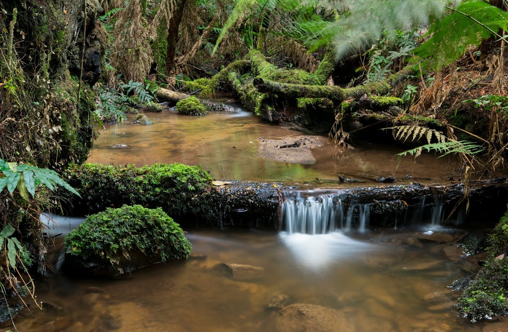 Wirrawilla Rainforest Walk | Toolangi VIC 3777, Australia | Phone: 13 61 86