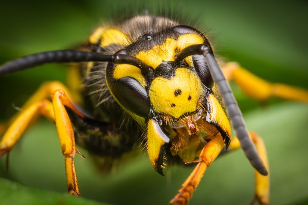 Give Ants The Boot Pest Control | home goods store | 1/43 Netherton St, Nambour QLD 4560, Australia | 0477610371 OR +61 477 610 371