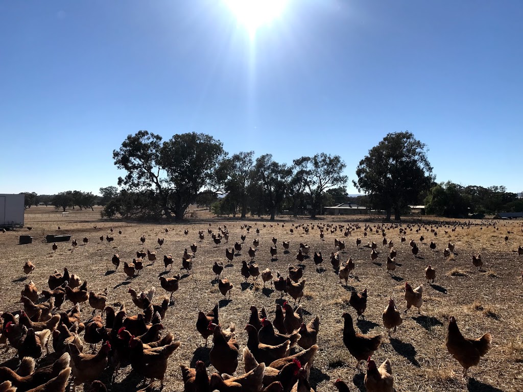 West Walla Farm | Windfall, 566 Walla W Rd, Walla Walla NSW 2659, Australia | Phone: 0432 761 555