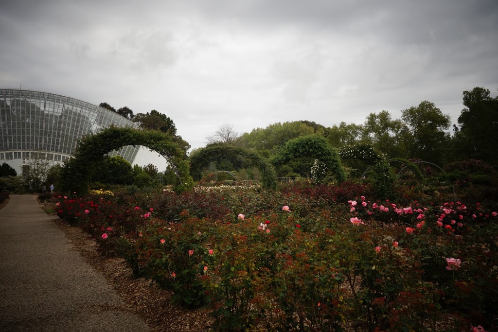 International Rose Garden and National Rose Trial Garden | park | Plane Tree Dr, Adelaide SA 5000, Australia