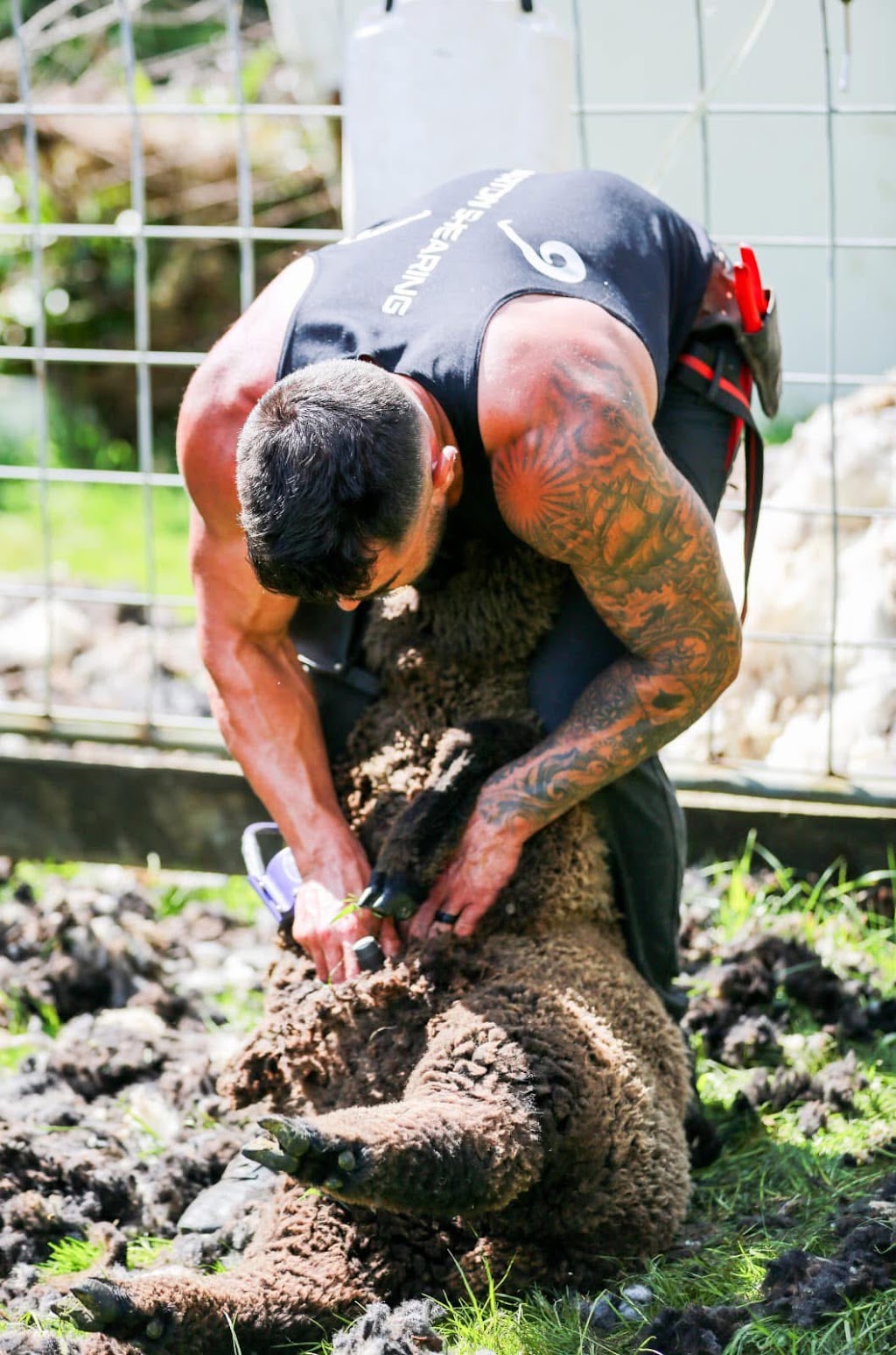 Barton shearing | 26 Ormond Rd, Traralgon VIC 3844, Australia | Phone: 0476 791 277