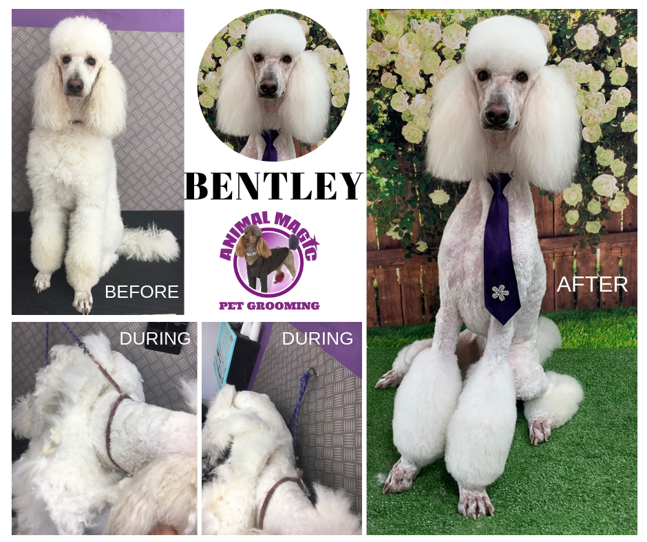 Animal Magic Pet Grooming | 49 Cypress Dr, Broadbeach Waters QLD 4218, Australia | Phone: (07) 5575 2200