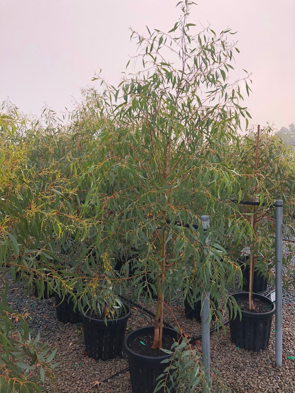 Botanix Plant Supply - Carrum Downs | 40 Learmonth Rd, Carrum Downs VIC 3201, Australia | Phone: (03) 5977 7034